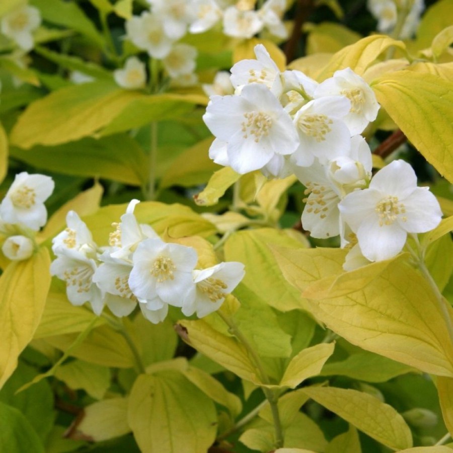 Philadelphus coronarius 'Aureus'